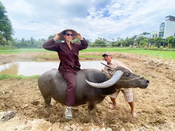 Buffalo and rider in the Hoi An rice paddies